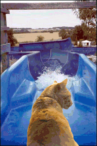 [kitty+water+slide.gif]