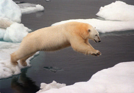 [Urso+polar+e+aquecimento+global.jpg]