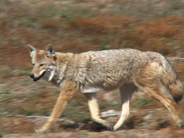 [coyote2a.jpg]