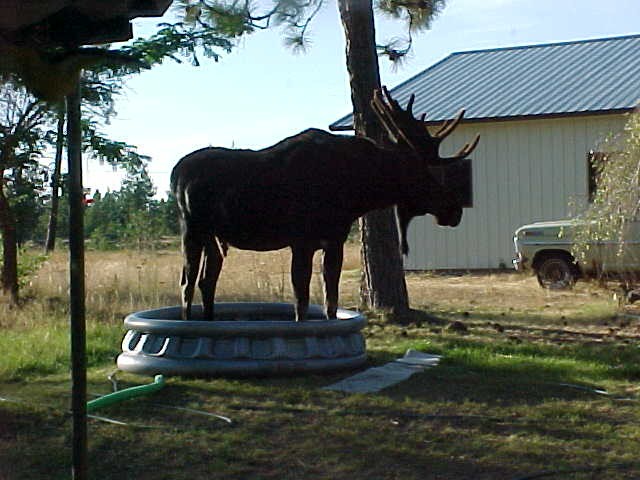 [moose_in_lincoln_mt_001]