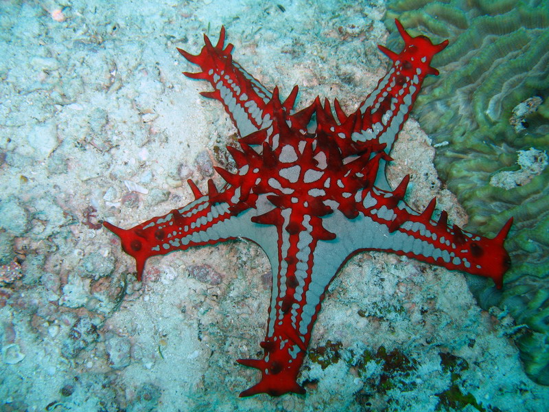 [Gili_Levy_Sea_Star_Zanzibar_2007.jpg]