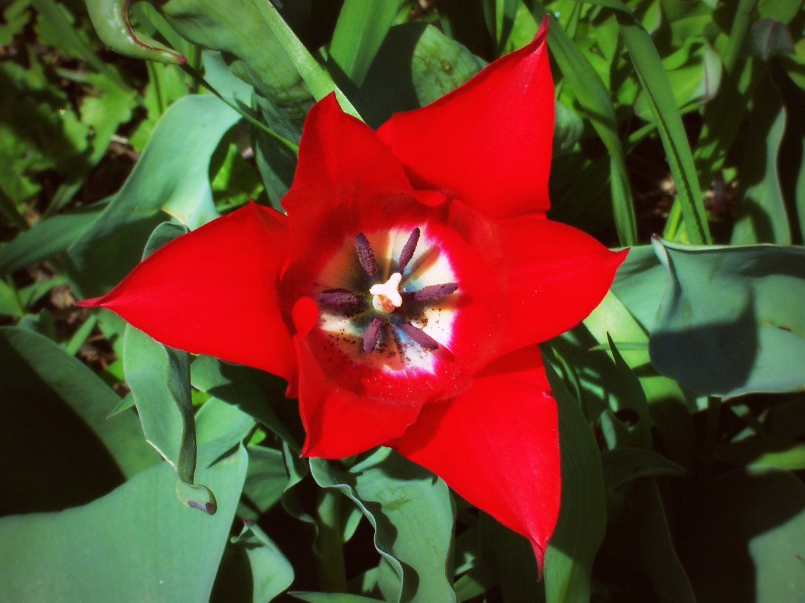 [star+tulip.jpg]