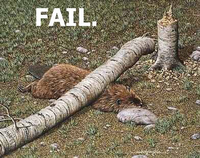 [Beaver+Fail.pg.jpg]