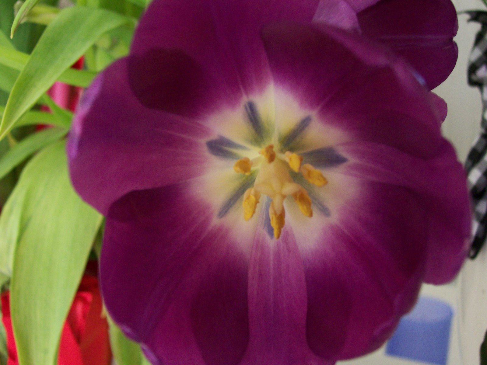 [purple+tulip+from+Jill.jpg]