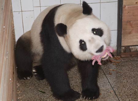 [guo-guo-giant-panda-with-cubs.jpg]