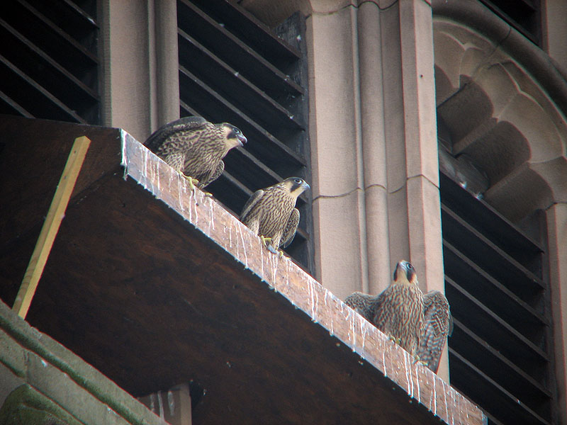 [Three+chicks+during+there+final+week+in+the+nest+box.+F-M-F+low+res.jpg]