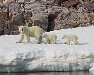 polar bears group