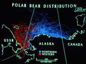 polar bears distribution