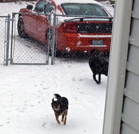 [Pups+in+snow+small.JPG]
