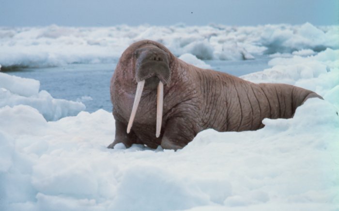 [marine-walrus-anim0022.jpg]