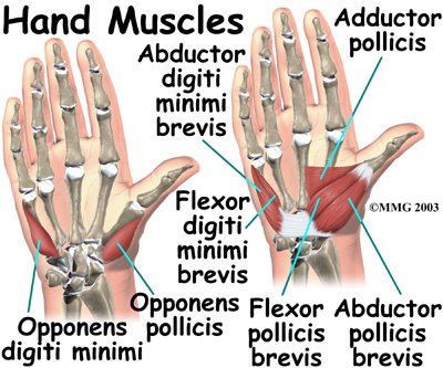 [hand-muscles.jpg]
