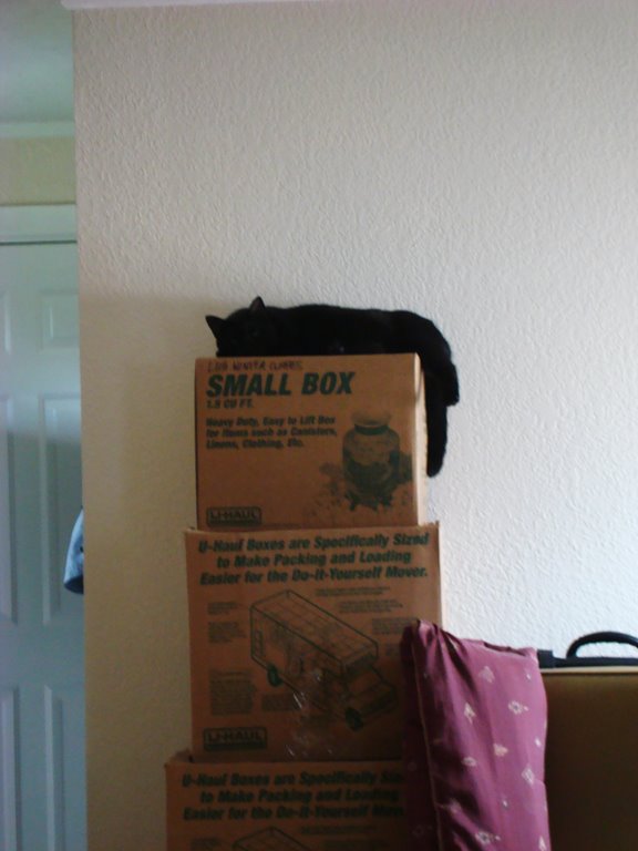 [box-cat.jpg]