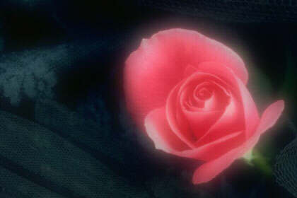[la+rose+du+bonheur.jpg]
