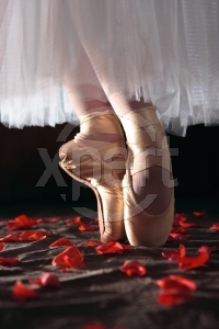 [ballet+rose.jpg]