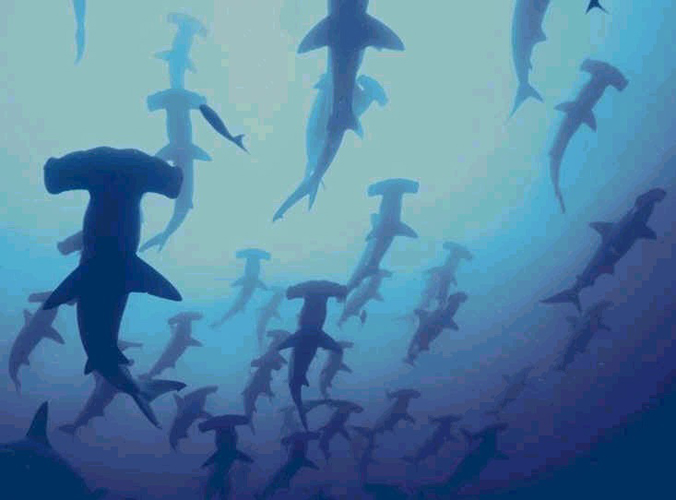 [requins(w.piecejointe).jpg]