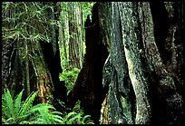 [redwoods.jpg]