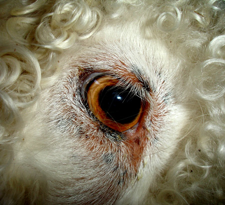 [Typical-angora-goats-eyes-r.jpg]