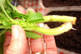 Stevia cutting showing roots developing