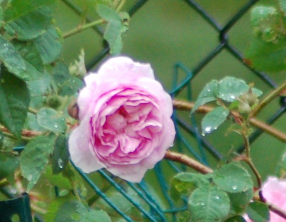 Mom's rose