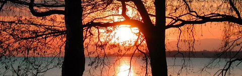[sunset-trees.JPG]
