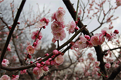 [blossom2.gif]