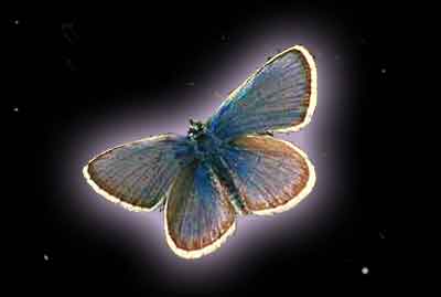 [butterfly-stars.jpg]