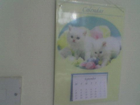 [kittens1.jpg]