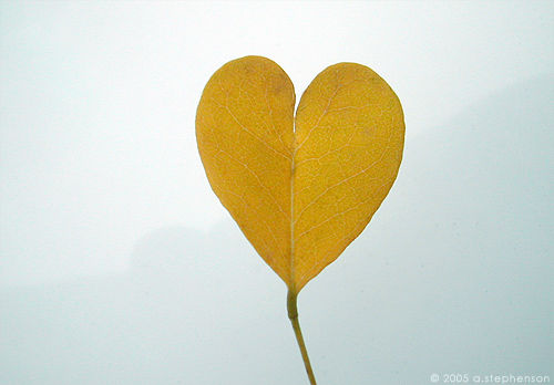 [love+leaf.jpg]