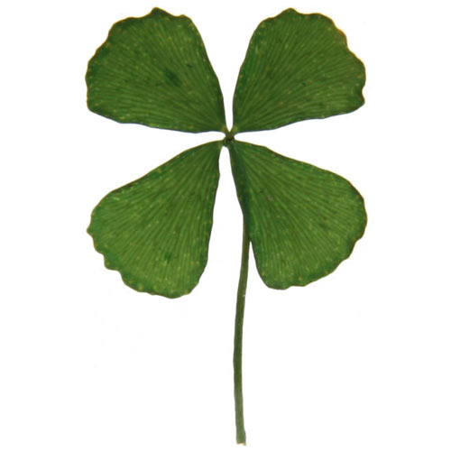 [four-leaf-clover-2.jpg]