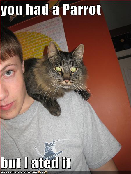 [funny-pictures-cat-eating-parrot.jpg]