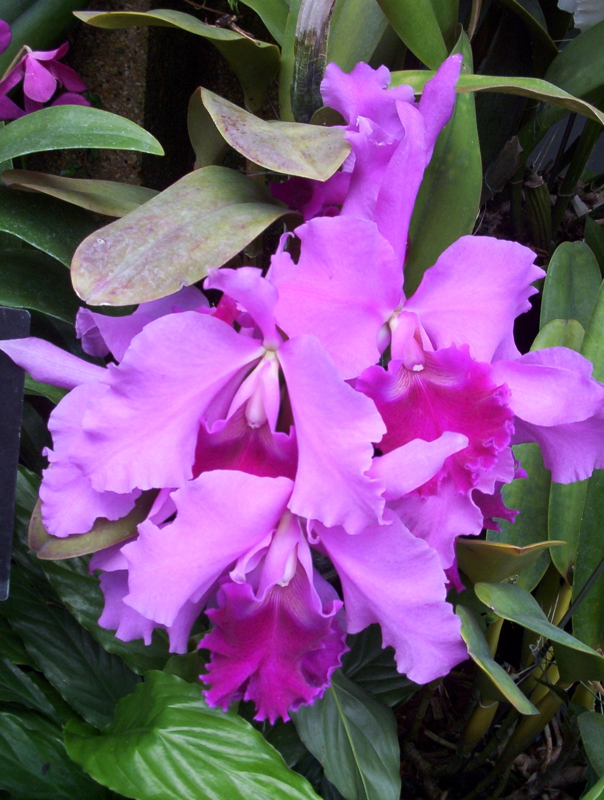 [orchids.JPG]
