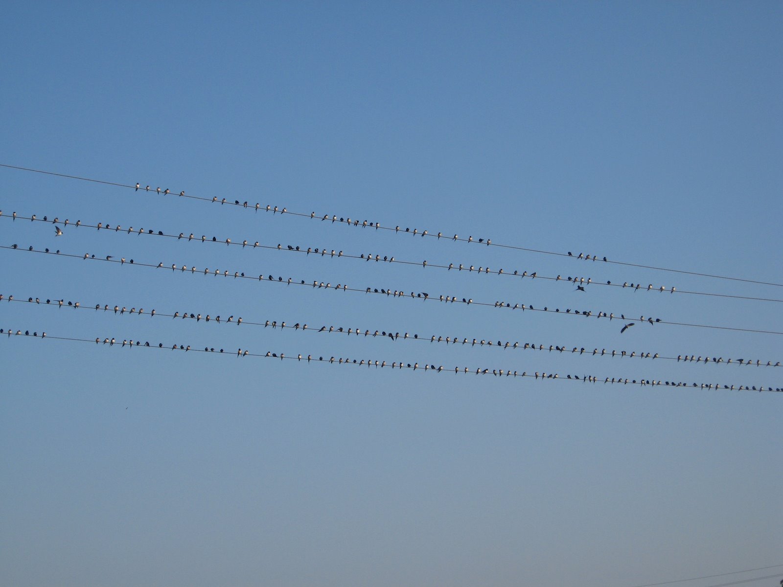 [birds+on+wire.JPG]