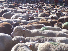 Riffendale sheep market