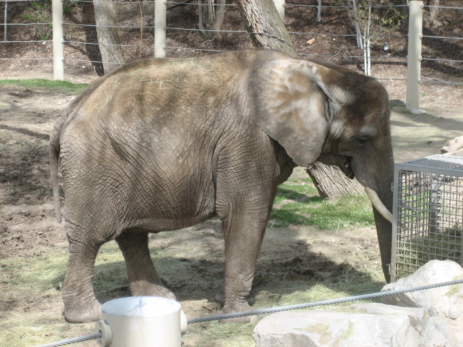 [zoo-elephant.JPG]