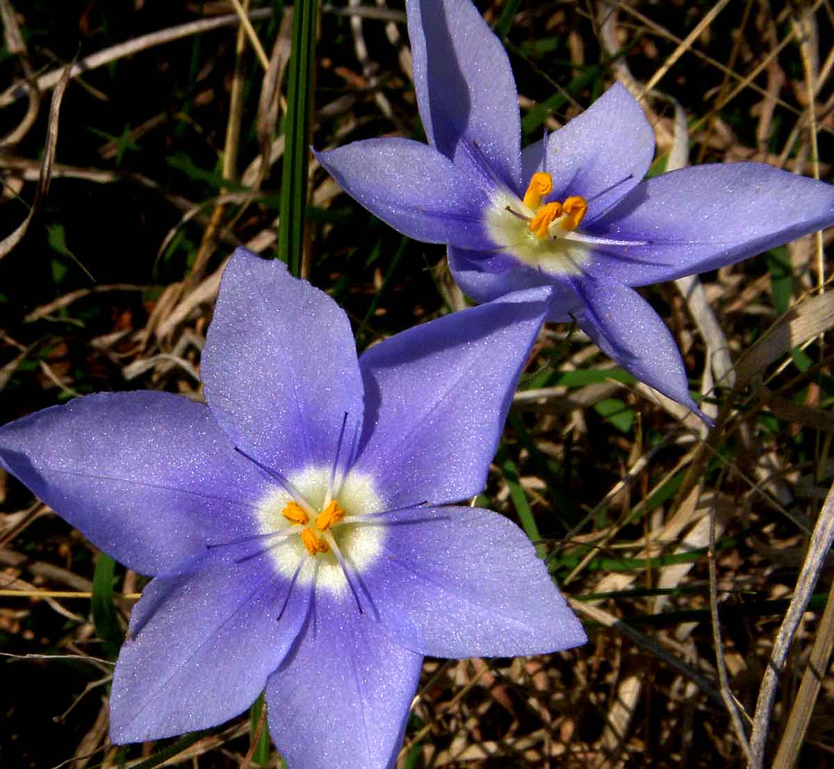 [FTWNC-Blue-flowers.jpg]