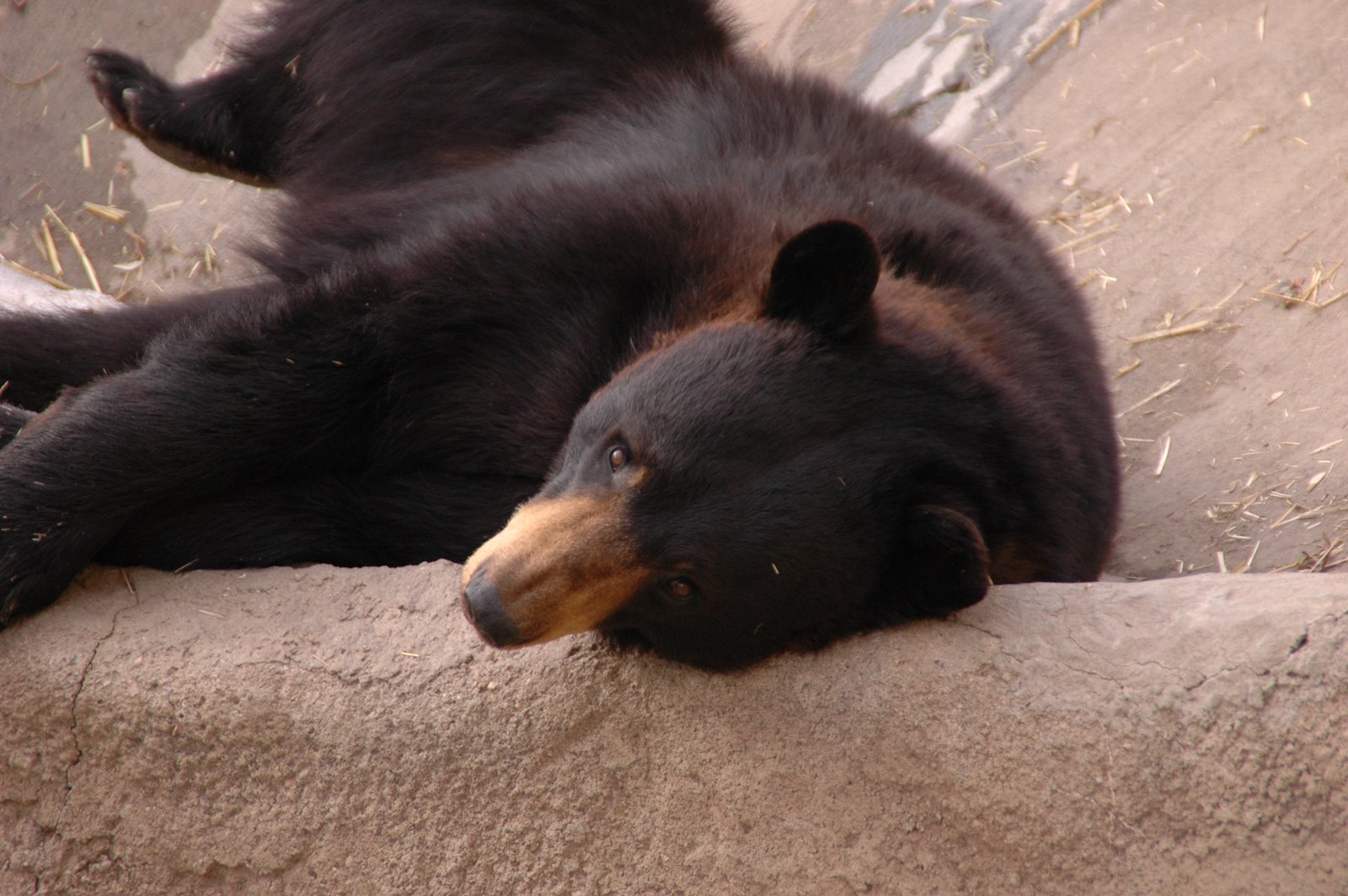 And now, to introduce, the entertaining black bear (a bit tuckered out now!)