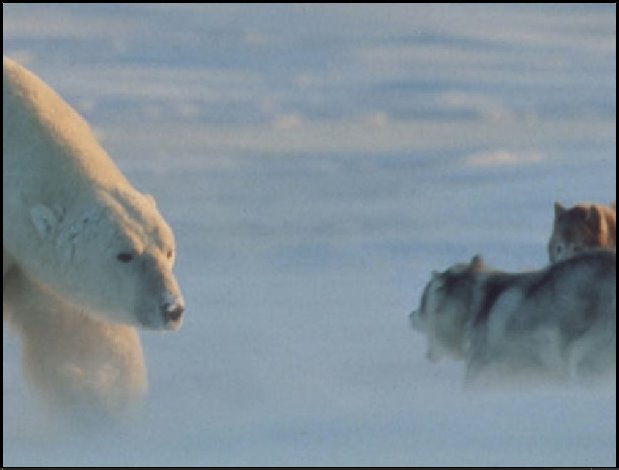 [polar+bear+husky.bmp]
