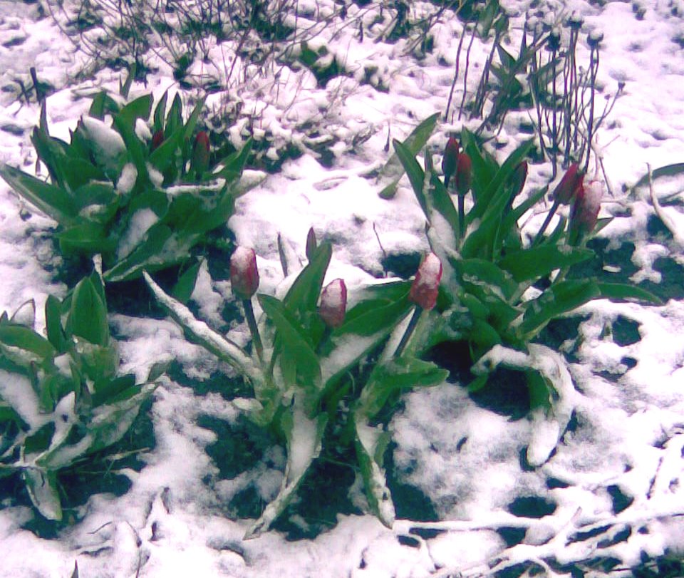 [tulipanki+w+sniegu.jpg]