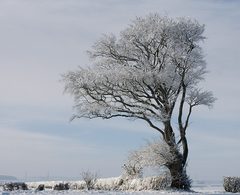 [tree-snow.jpg]