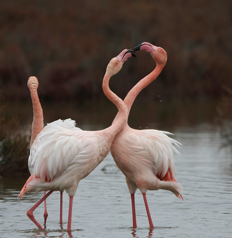 [Flamingo-a.jpg]