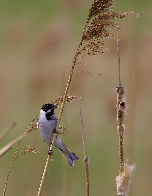 [Reed-Bunting20080314_a.jpg]