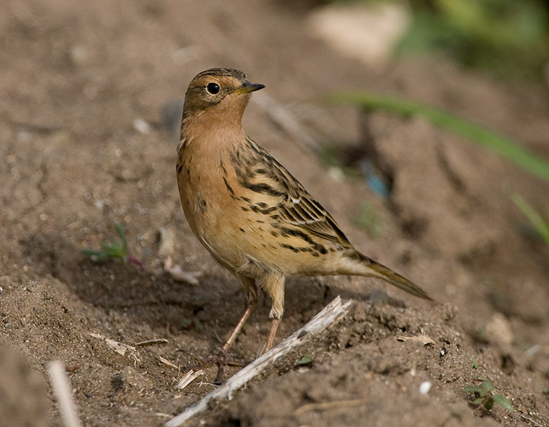 [Red-throated-Pipit20080414_bk.jpg]