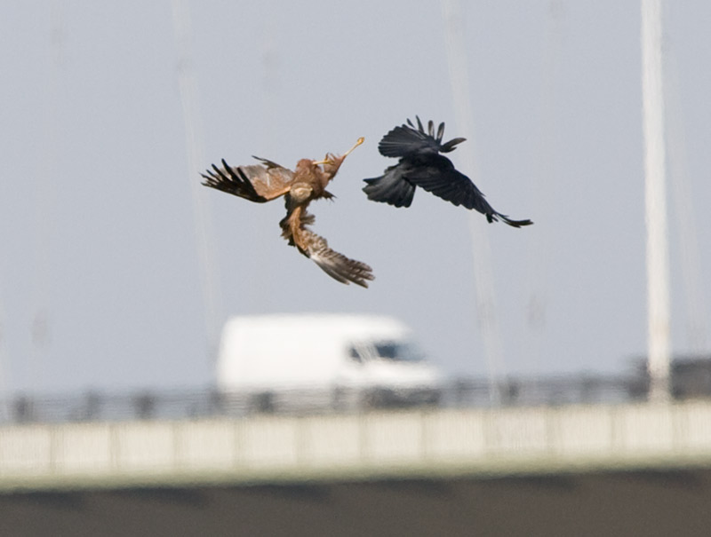 [Marsh-Harrier-and-crow20080421_f.jpg]