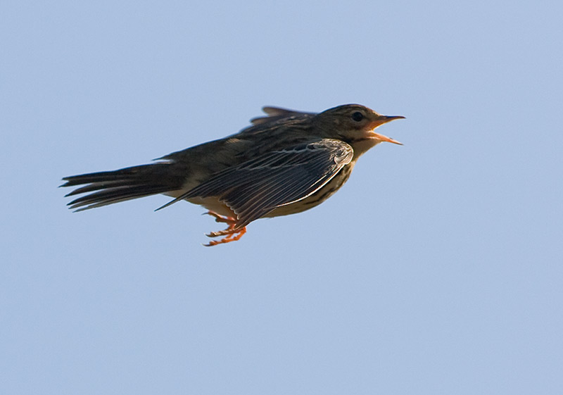 [Tree-Pipit20080428_by.jpg]