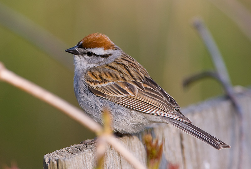 [Chipping-Sparrow20080506_a-(1).jpg]