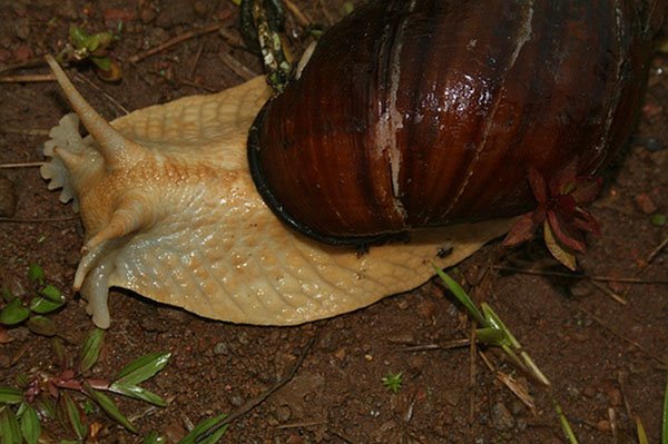 [giant-snail-01.jpg]
