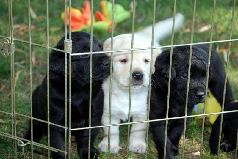 [puppies+at+fence.JPG]
