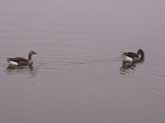 [pink-footed+geese.jpg]