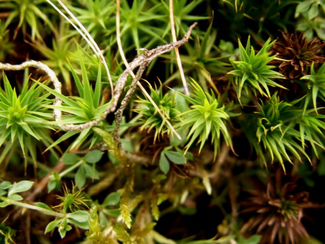 [5+blanket+bog+mosses+up+close.jpg]
