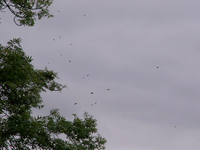 [a38+birds+calling+overhead.jpg]